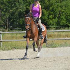 Welsh Partbred (Sec F) Cooper TG