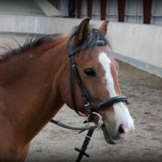 Anden særlig race Santo | tidl. part |