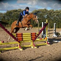 Dansk Varmblod AQUA Z