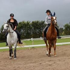 Dansk Varmblod AQUA Z