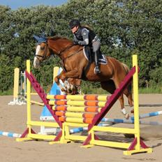 Dansk Varmblod AQUA Z