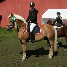 Haflinger Athos.