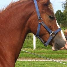 Welsh Pony af Cob-type (sec C) Gribsvad Emma Jo (tidl. Pony)