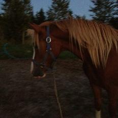 Welsh Pony af Cob-type (sec C) Gribsvad Emma Jo (tidl. Pony)