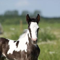 Irish Cob Bisgaards Molo
