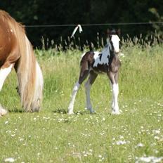 Irish Cob Bisgaards Molo