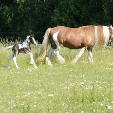 Irish Cob Bisgaards Molo