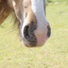 Irish Cob Hermits Colette
