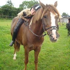 New Forest Lilholst Baluo