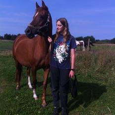 Arabisk fuldblod (OX) *Amedah* <3 *SOLGT*