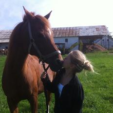 Arabisk fuldblod (OX) *Amedah* <3 *SOLGT*