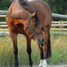 Welsh Partbred (Sec F) Cooper TG