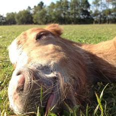 Shetlænder Lille Prins <3