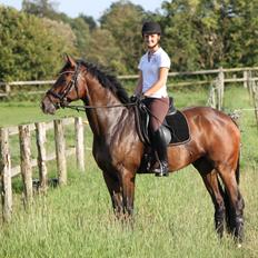 Hannoveraner Little Mr. Sunshine