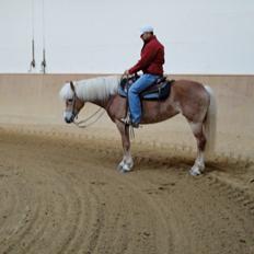 Tyroler Haflinger Sonata