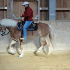 Tyroler Haflinger Sonata