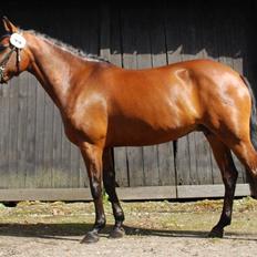 New Forest Elmholts Tudor Style<3