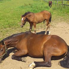 New Forest Elmholts Tudor Style<3