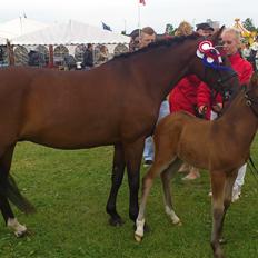 New Forest Elmholts Tudor Style<3