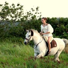 Trakehner Bint-Al-Hawa *Eventyrmussen*