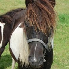 Anden særlig race Blue Eye Sleider