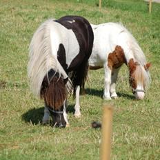 Anden særlig race Blue Eye Sleider