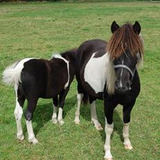 Anden særlig race Blue Eye Sleider