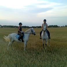 Welsh Pony (sec B) Lyngvejens Domino