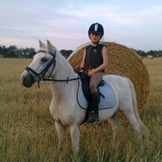 Welsh Pony (sec B) Lyngvejens Domino