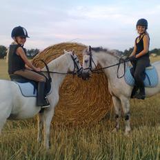Welsh Pony (sec B) Lyngvejens Domino