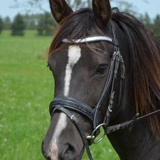 Anden særlig race Lucky Boy