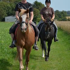 Haflinger Patrick