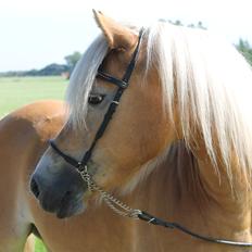Haflinger Luna