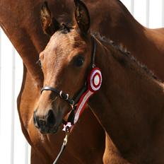 Dansk Varmblod LANGAGERS JOHSEFINE