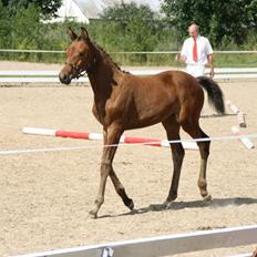 Dansk Varmblod LANGAGERS JOHSEFINE