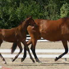 Dansk Varmblod LANGAGERS JOHSEFINE