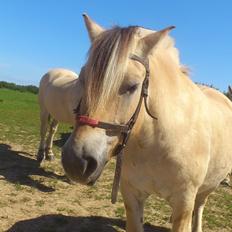 Fjordhest Sebastian