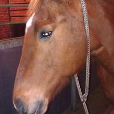 Amerikansk Paint Pony Topa Skunk