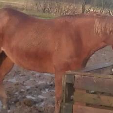 Amerikansk Paint Pony Topa Skunk
