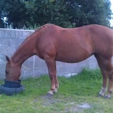 Amerikansk Paint Pony Topa Skunk