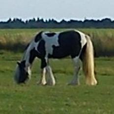 Irish Cob Siofra