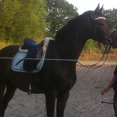 Dansk Varmblod Mirain Gatsby 