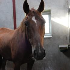 Hannoveraner Hedebo's Diana