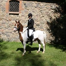 Anden særlig race Little sky (Solgt)