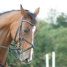 Dansk Varmblod Nykjærs Libelle