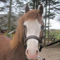 Welsh Pony af Cob-type (sec C) Gribvads Regge