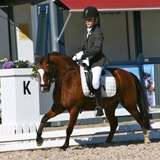 Welsh Pony (sec B) Klintholms sir Clark B-pony <33