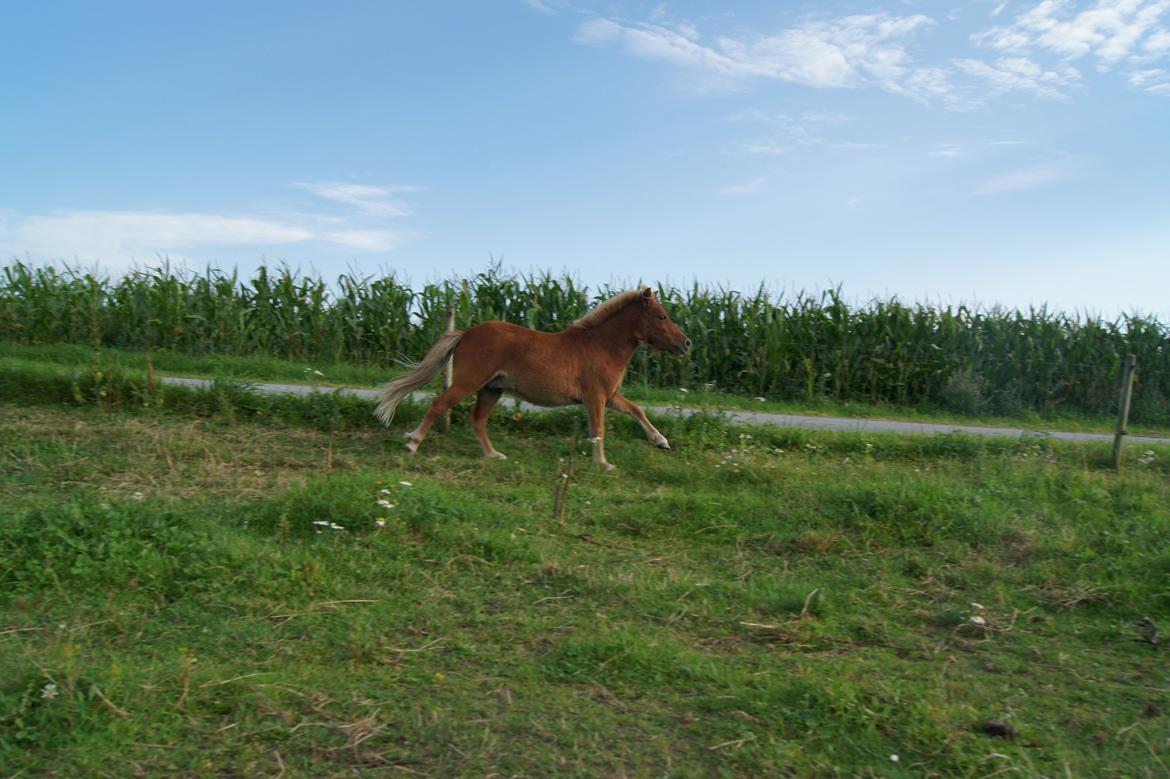 Shetlænder King Arthur billede 5