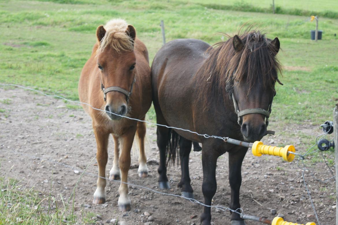 Shetlænder Anton billede 1