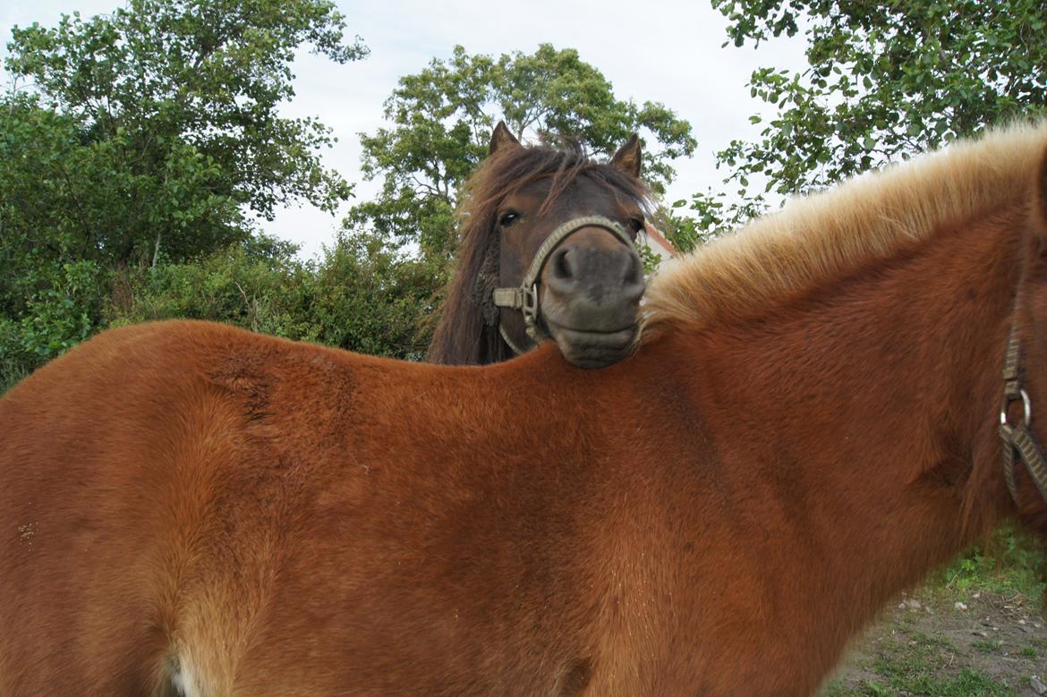 Shetlænder Anton billede 2